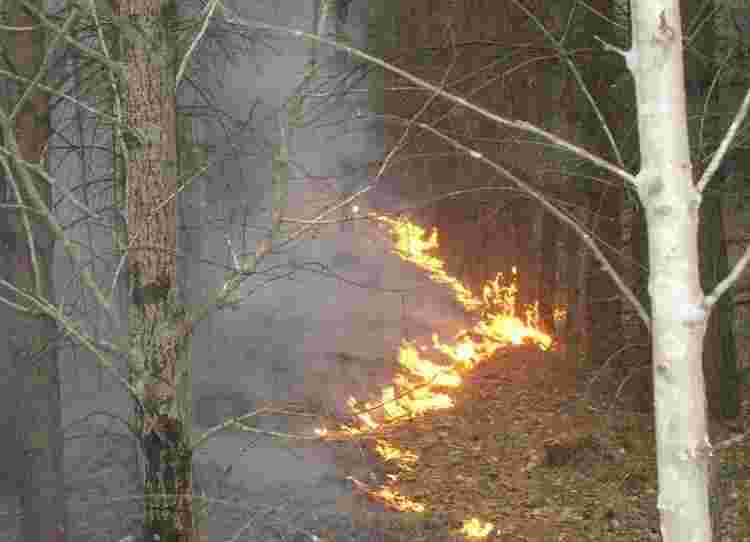 В России могут начать наказывать арендаторов леса, мешающих работе пожарных 