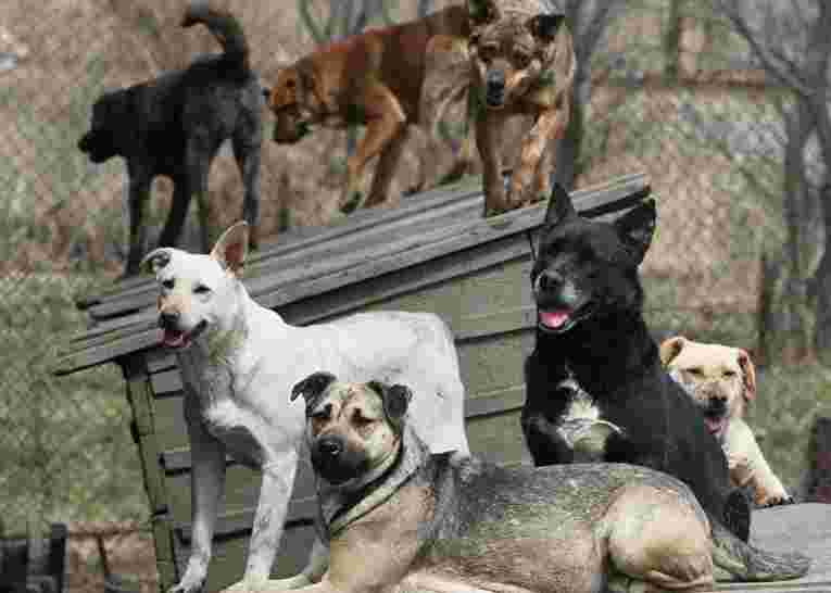 В Госдуме поддержали предложения "Единой России" по защите людей от бродячих собак 